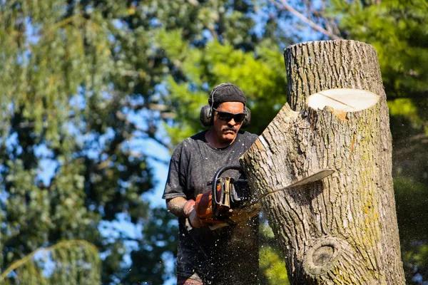 Dependable Tree Removal Service Mobile for Property Owners