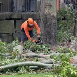Best Tree Service Tips to Keep Your Yard Looking Great