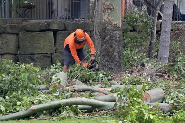 Best Tree Service Tips to Keep Your Yard Looking Great